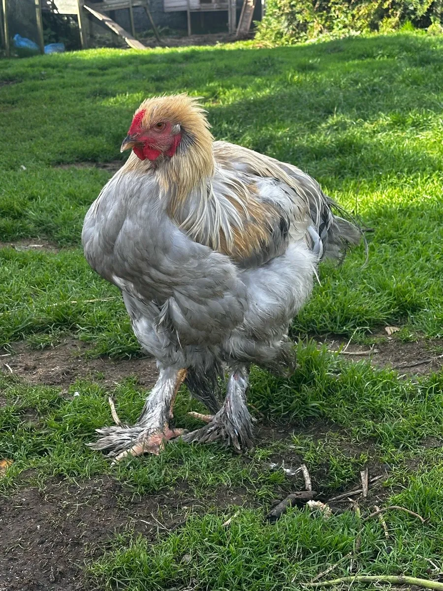 Roosters - Image 4