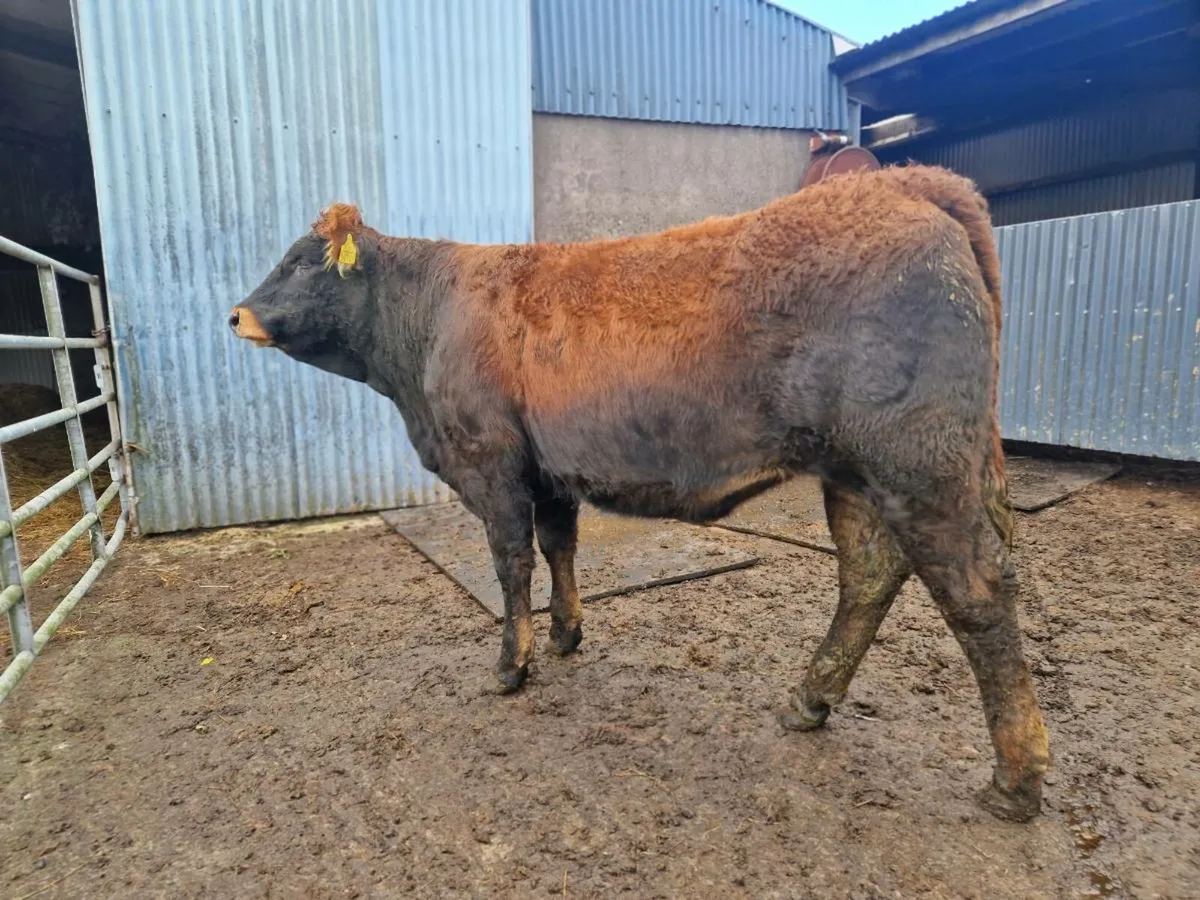 Saler/Parthenaise Breeding heifer - Image 1