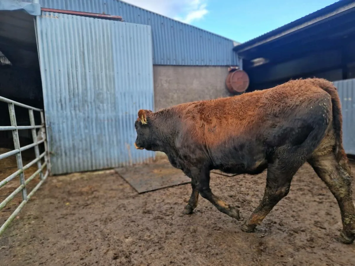 Saler/Parthenaise Breeding heifer - Image 2