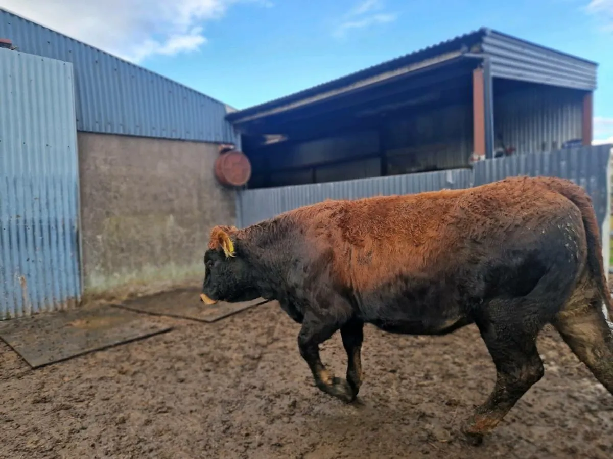 Saler/Parthenaise Breeding heifer - Image 3