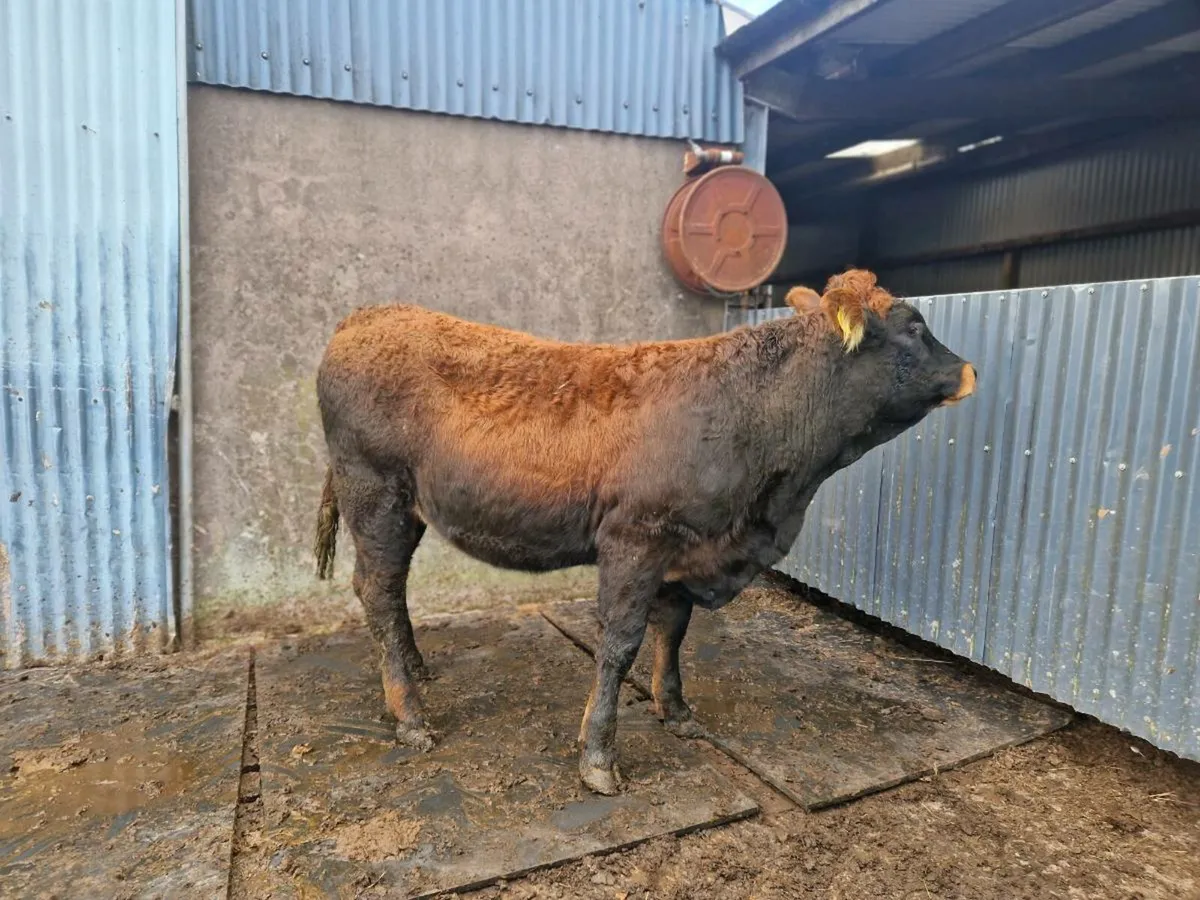 Saler/Parthenaise Breeding heifer - Image 4