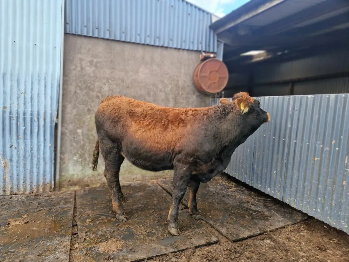 Saler/Parthenaise Breeding heifer - Image 1
