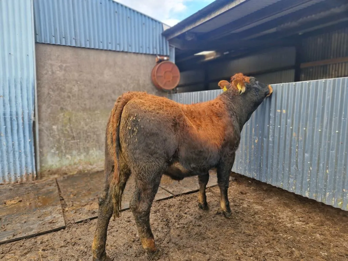 Saler/Parthenaise Breeding heifer - Image 1