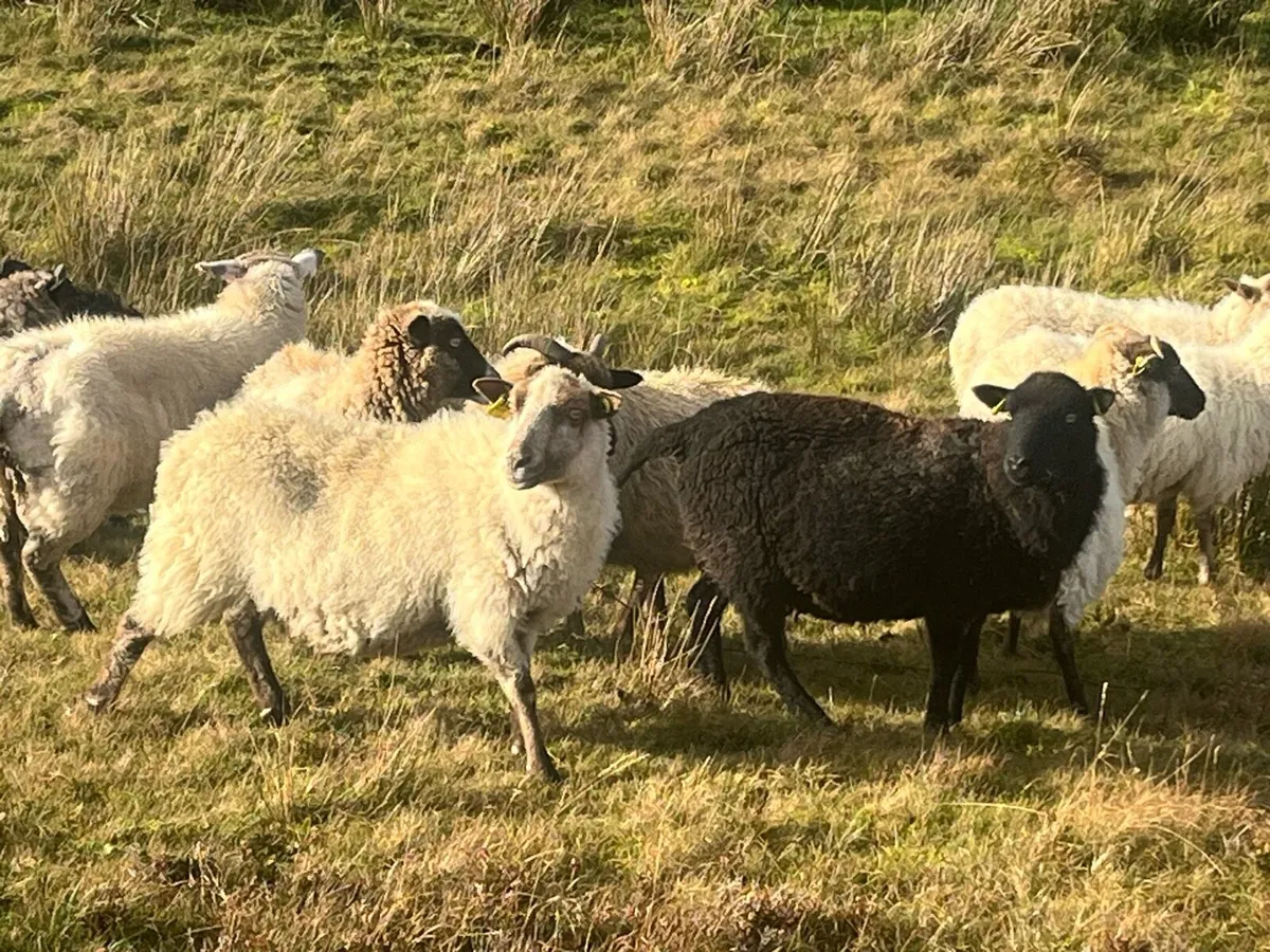 Mayo ewes - Image 1