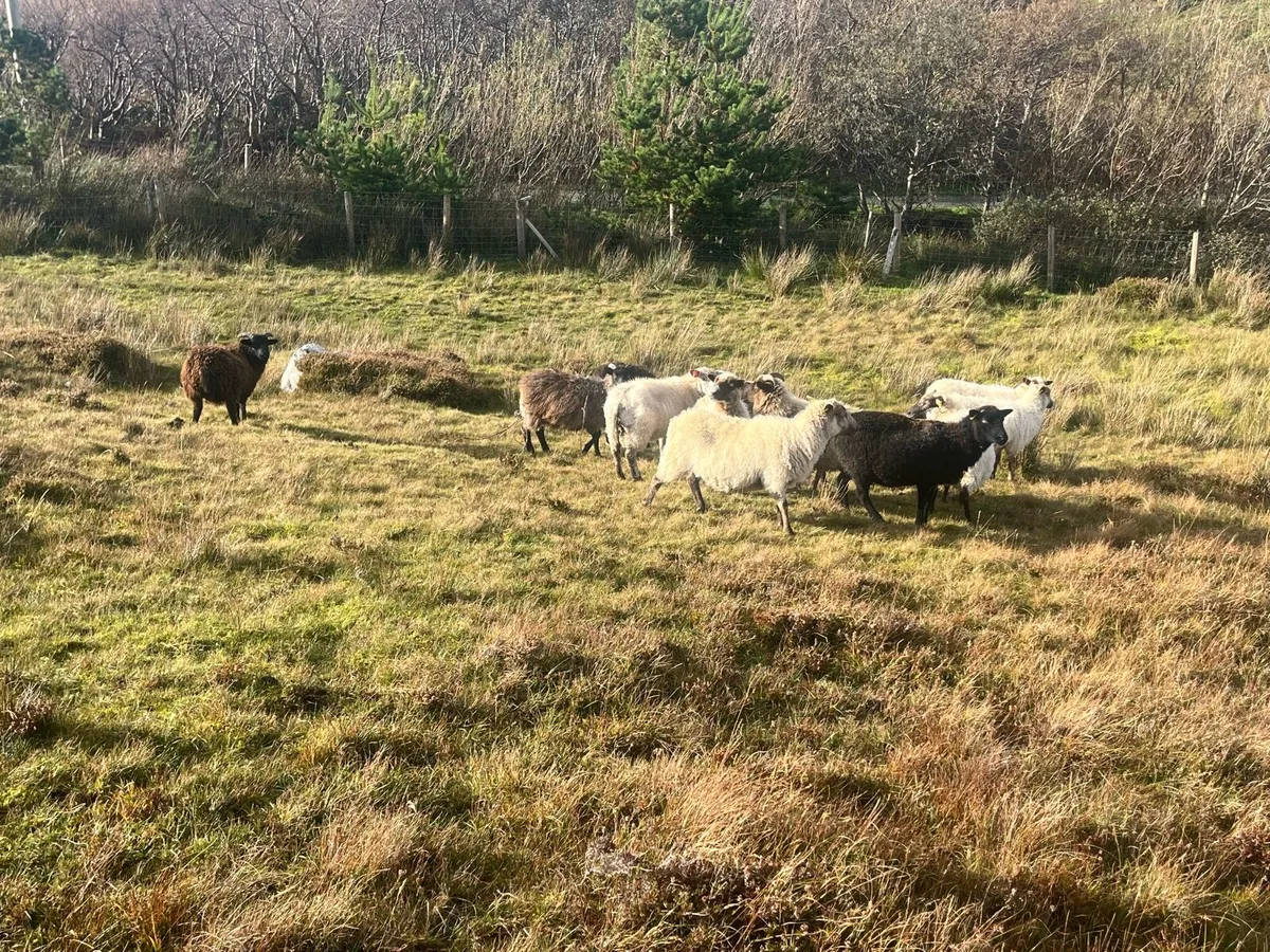 Mayo ewes - Image 2