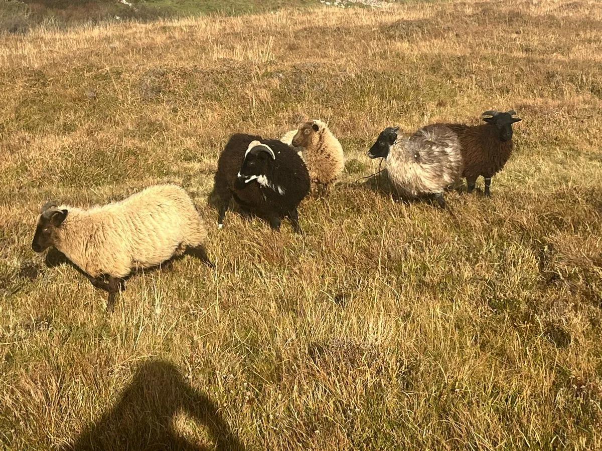 Mayo ewes - Image 3