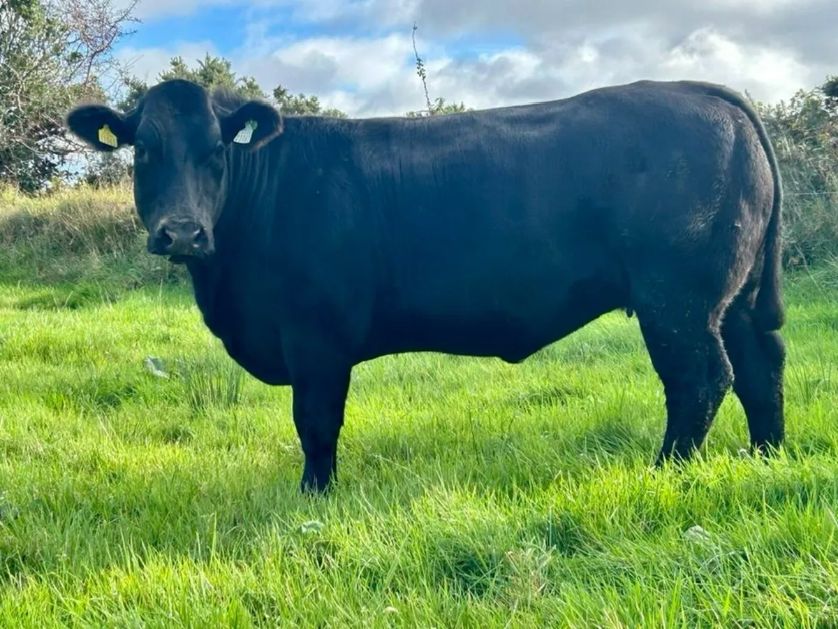 Super Cow-Makers for Balla on Friday night - Image 1