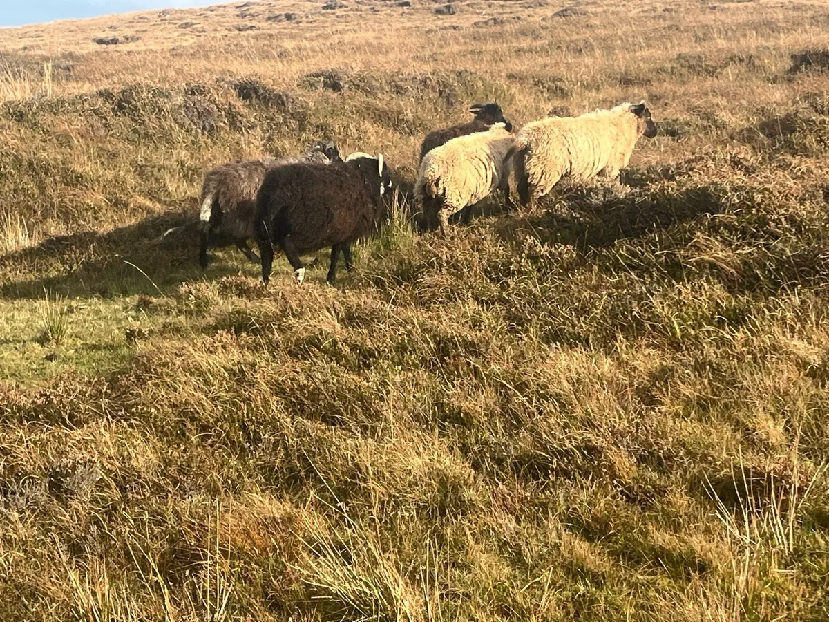Mayo ewes - Image 4