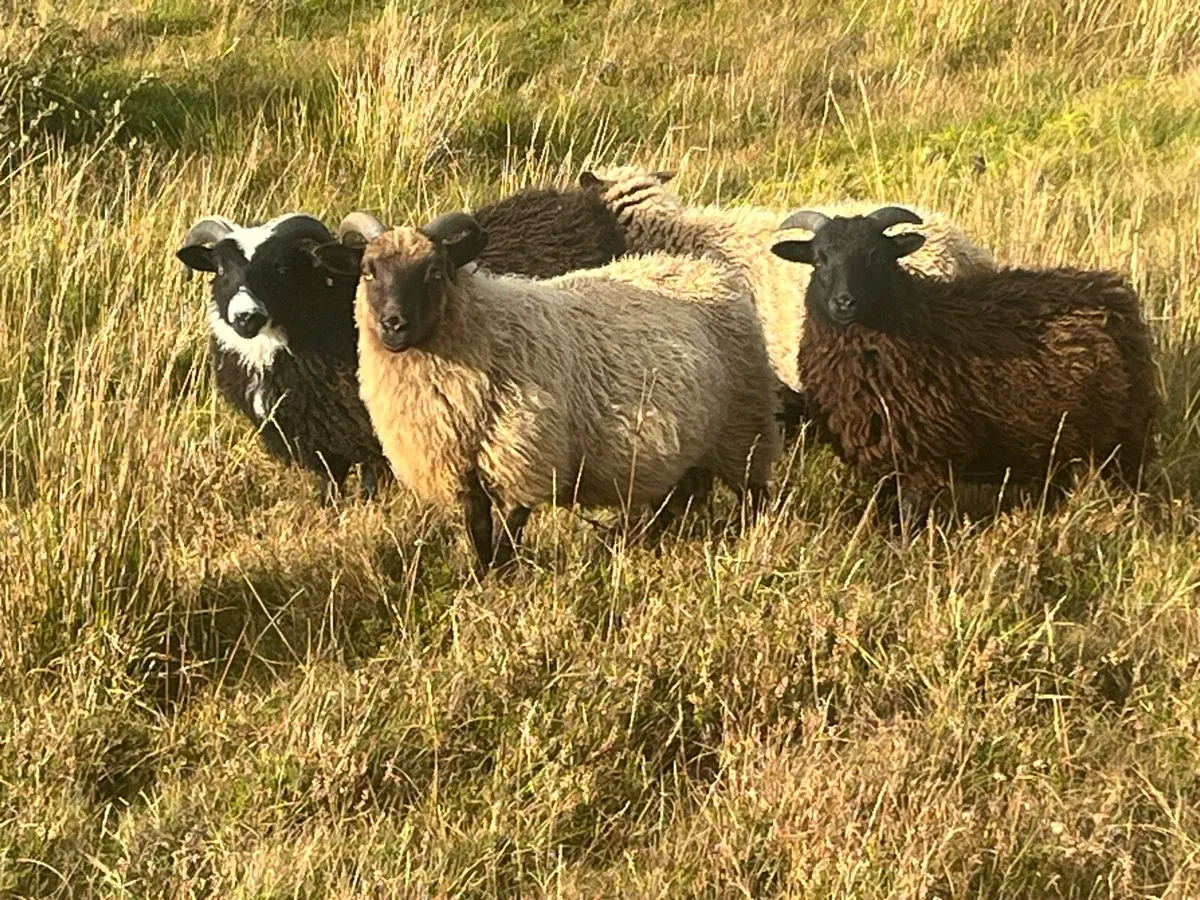 Mayo ewes - Image 3