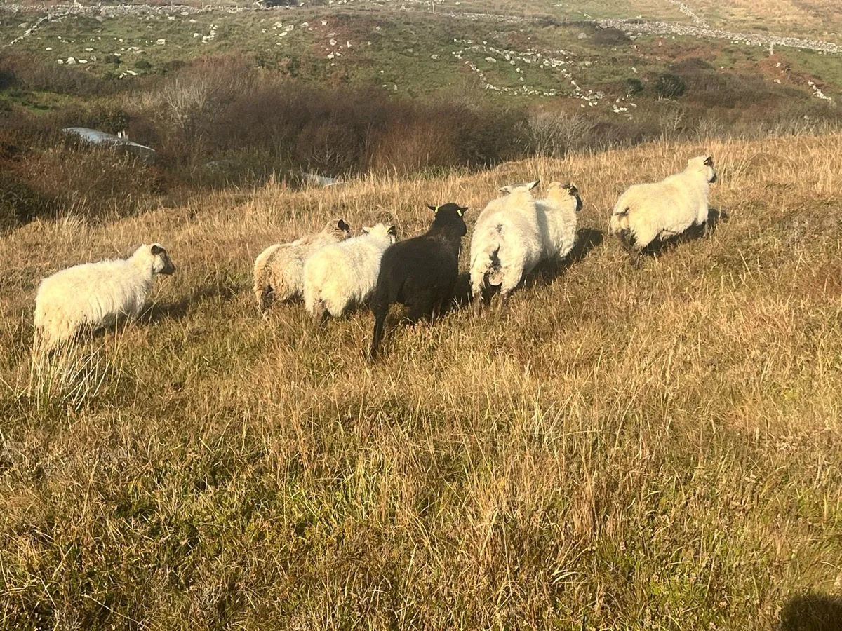 Mayo ewes - Image 4