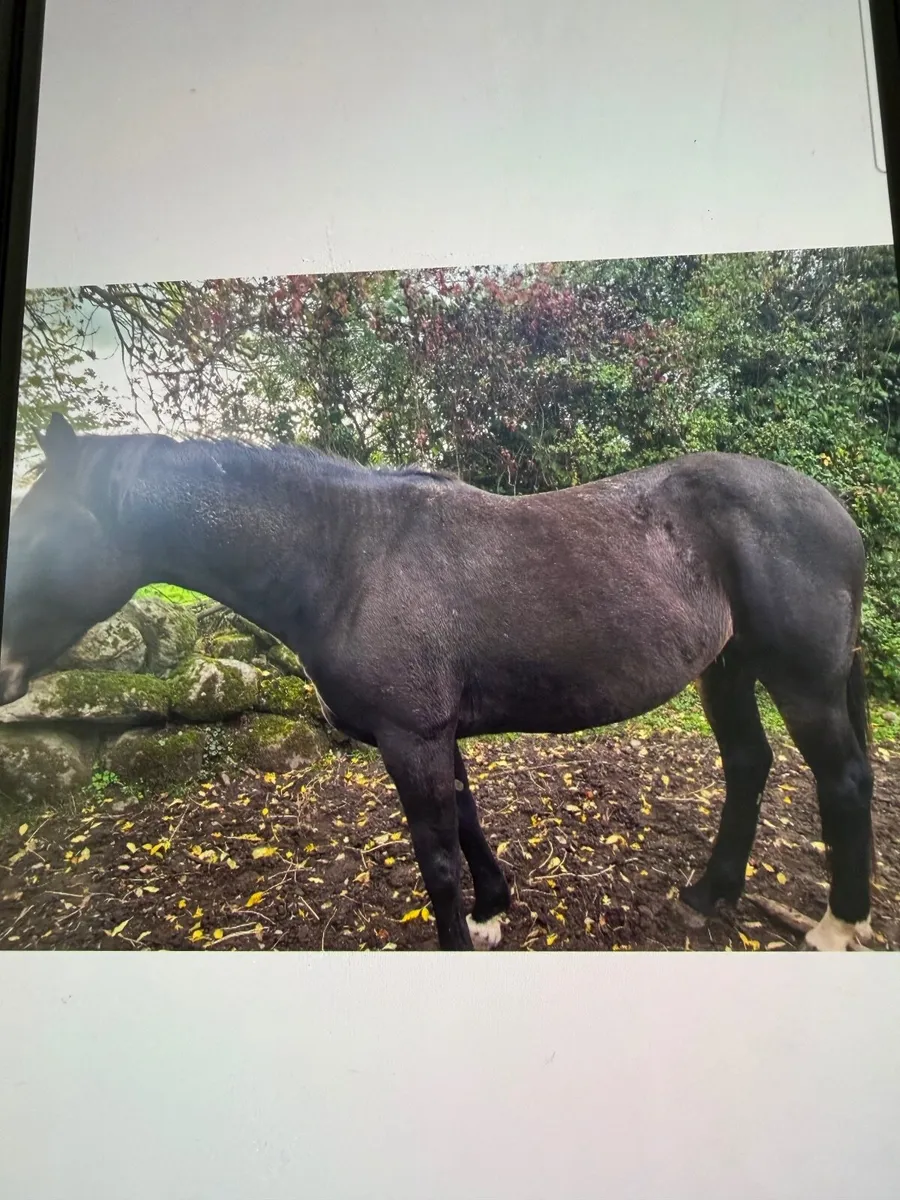 Broodmare - Image 1