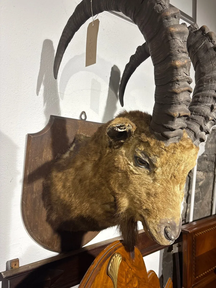 Africa blesspok shoulder mounted - Image 1