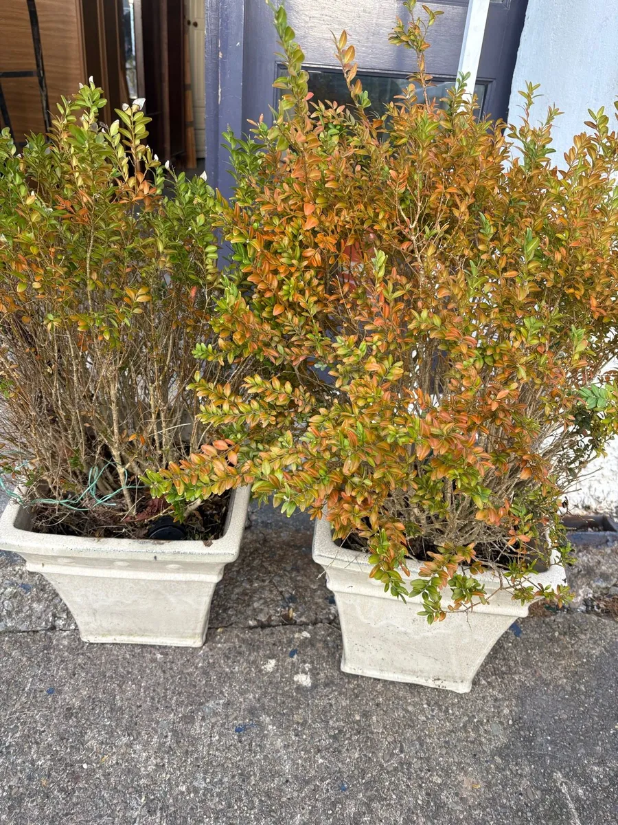 Large pair of planters - Image 1