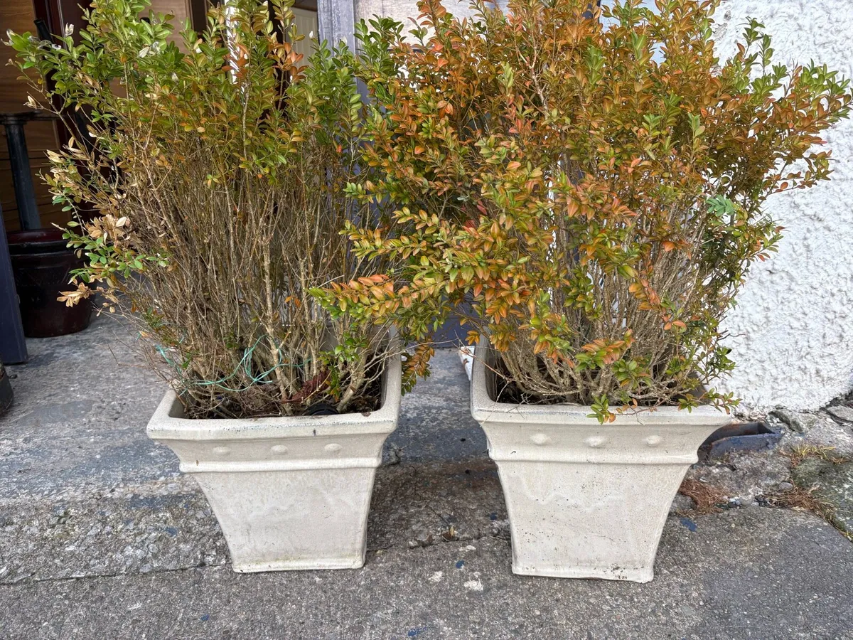 Large pair of planters - Image 2