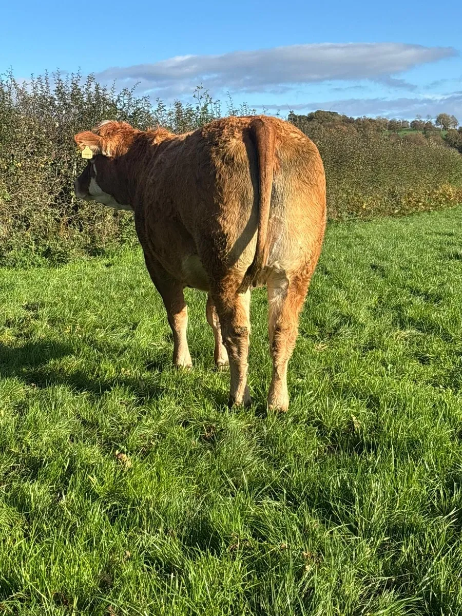 Simmental & Limousin Incalf Heifer's - Image 2