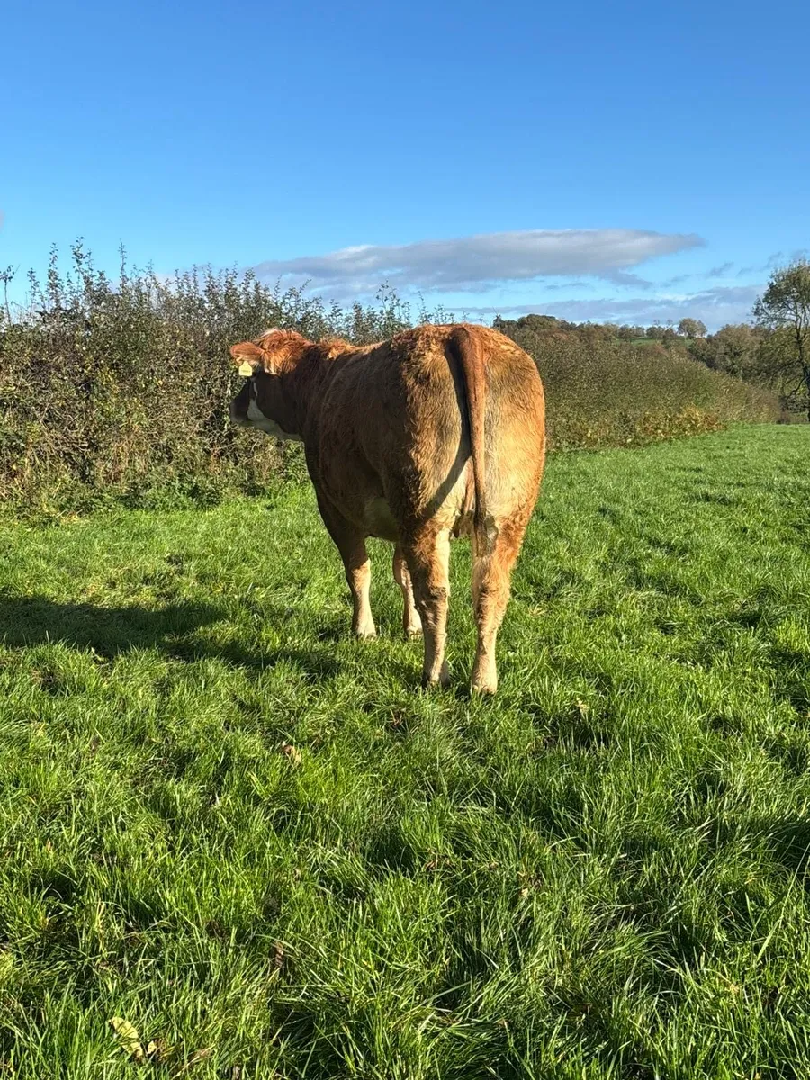 Simmental & Limousin Incalf Heifer's - Image 3