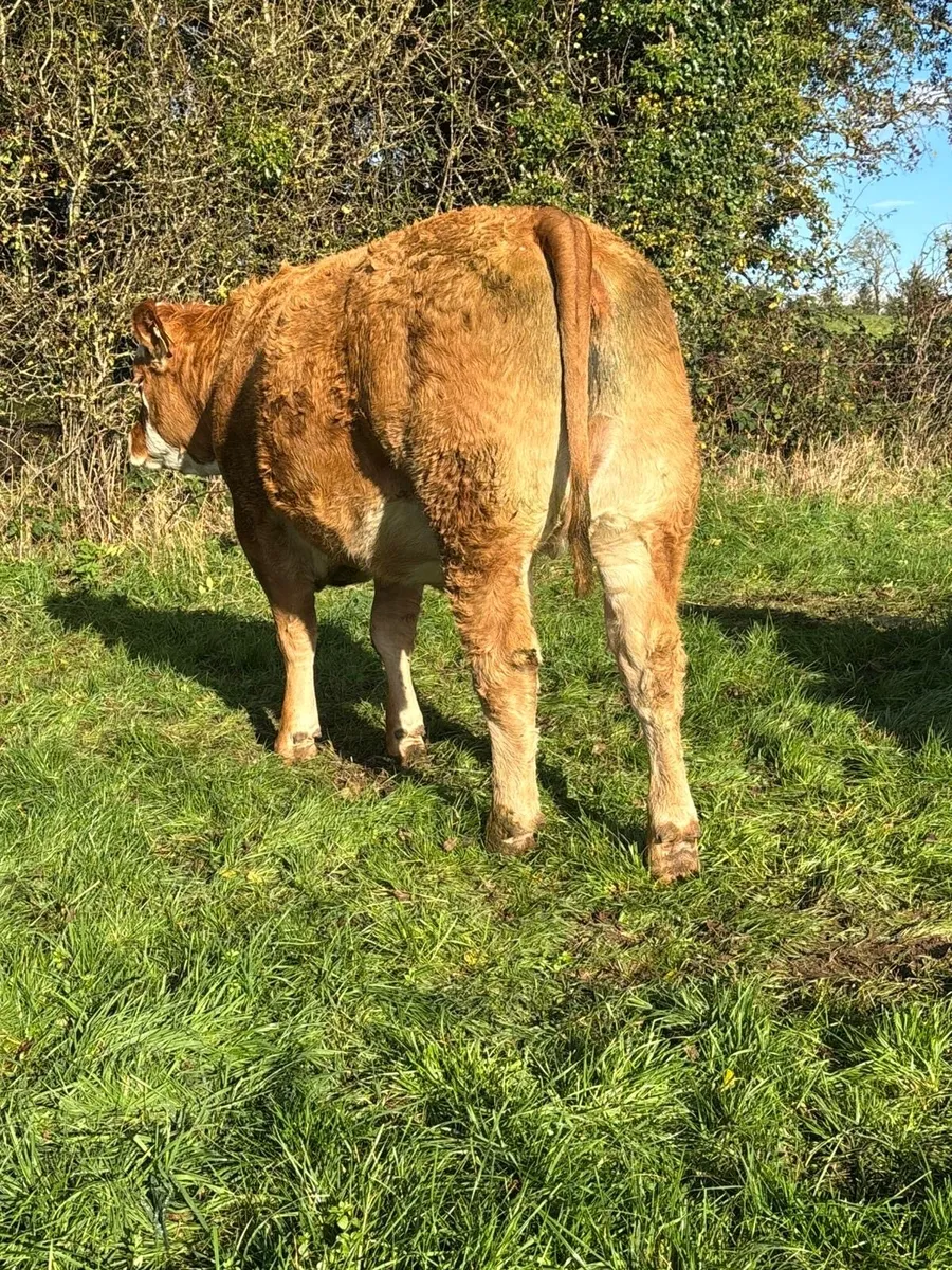 Simmental & Limousin Incalf Heifer's - Image 4