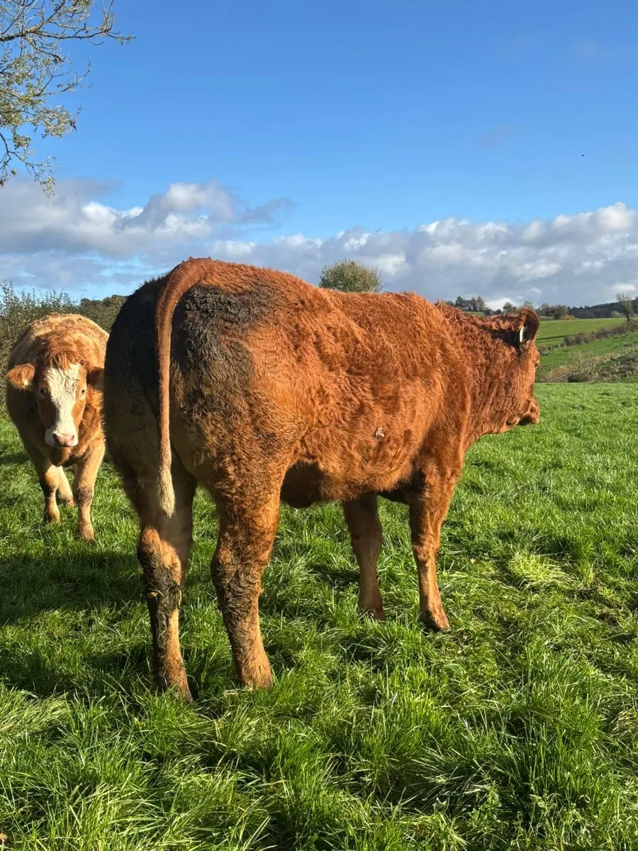 Simmental & Limousin Incalf Heifer's - Image 1