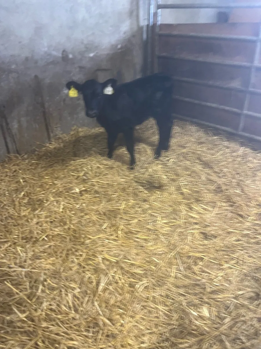 Mad for milk - Image 1