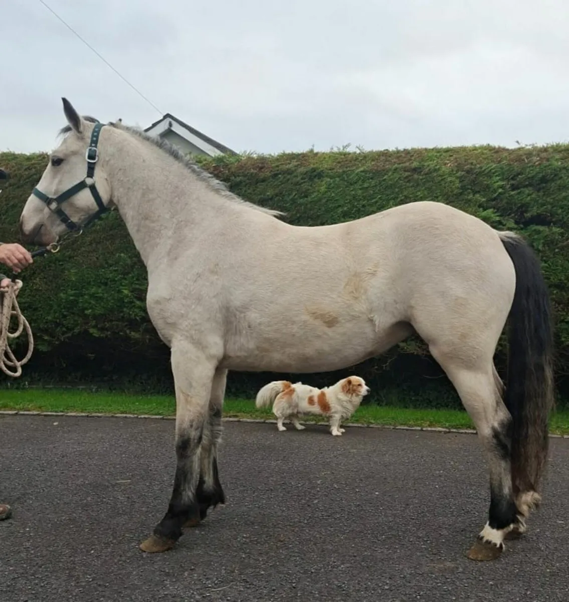 Connemara filly - Image 1