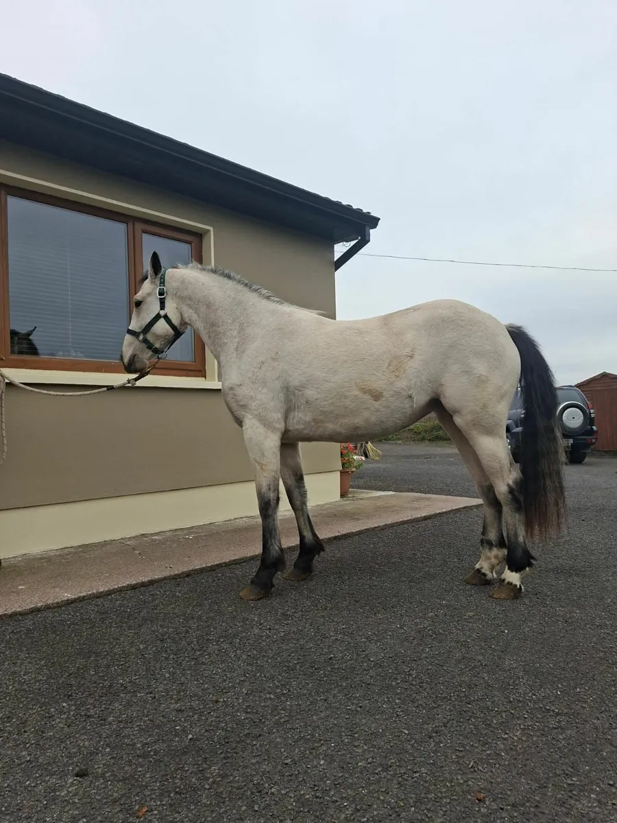 Connemara filly - Image 2