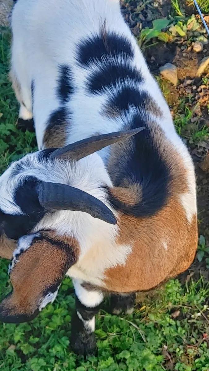 Goats - Image 1