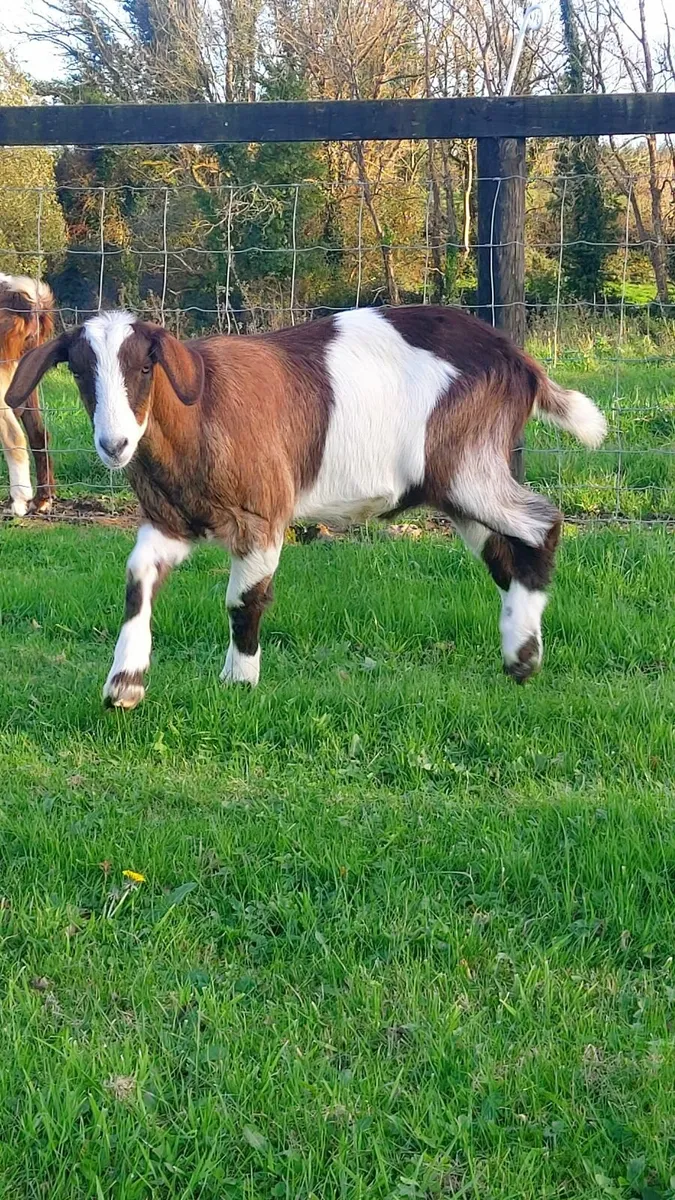 Goats - Image 2
