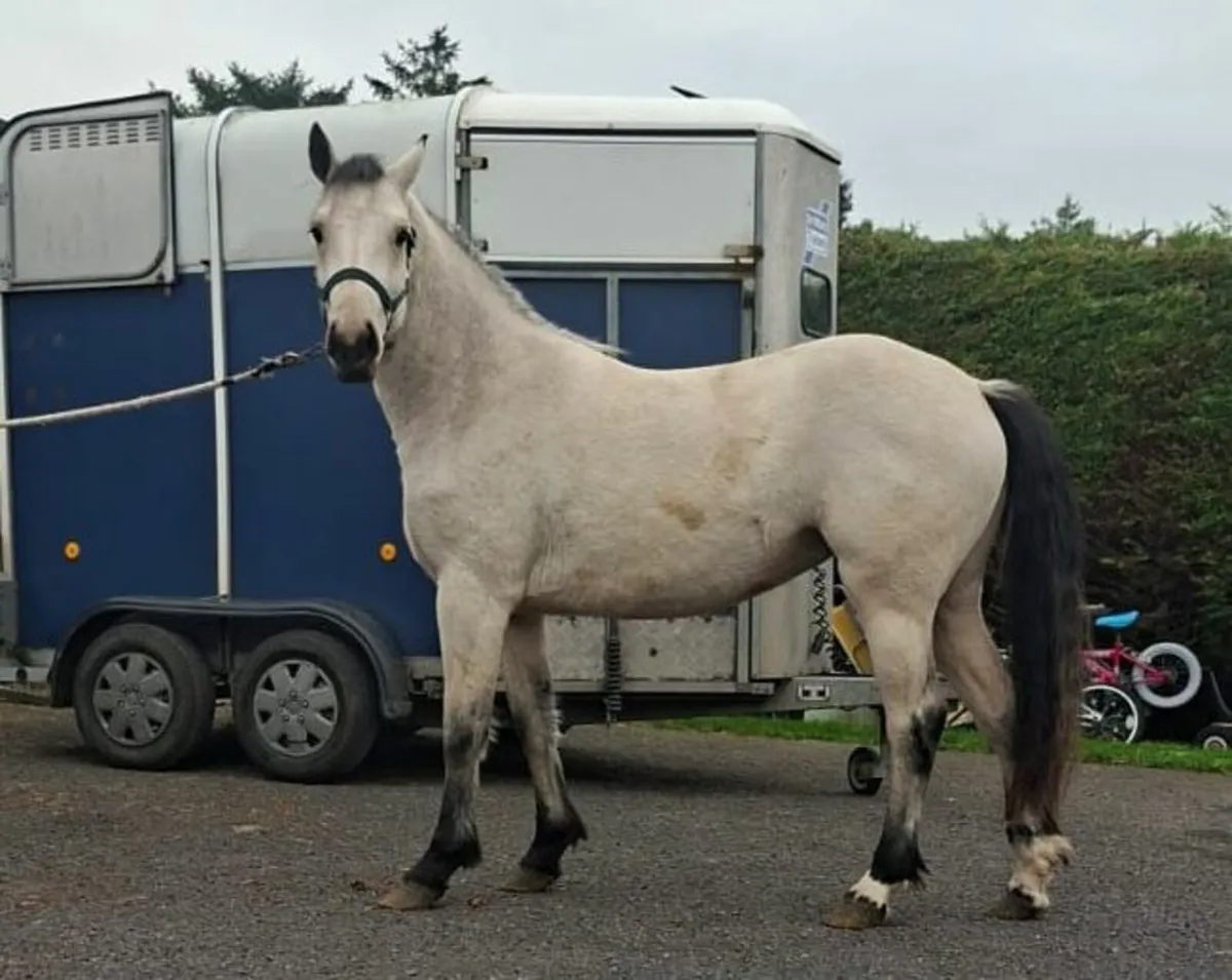 Connemara filly - Image 3