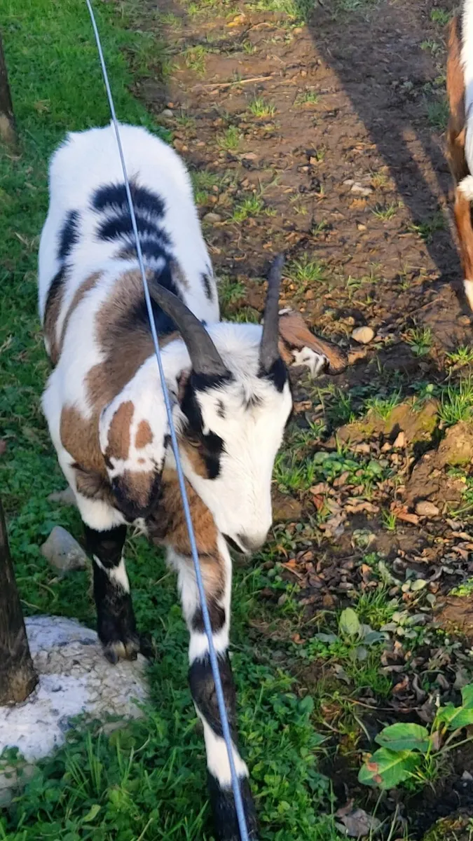 Goats - Image 3