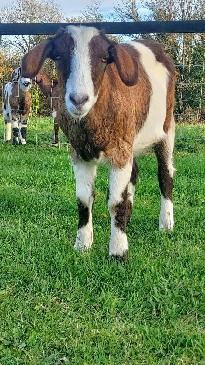 Goats - Image 4