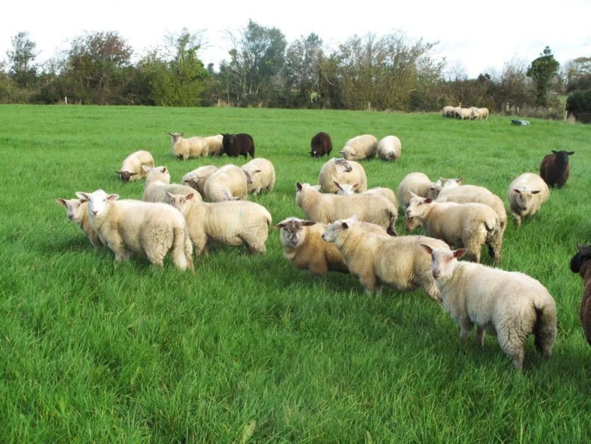 Sheep winter grazing wanted