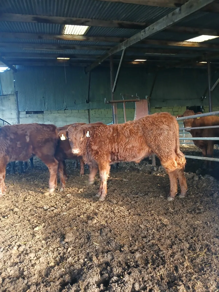 Purebred Salers Heifers Organic - Image 2