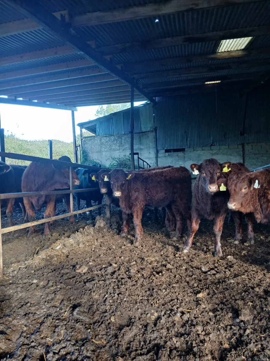 Purebred Salers Heifers Organic - Image 3
