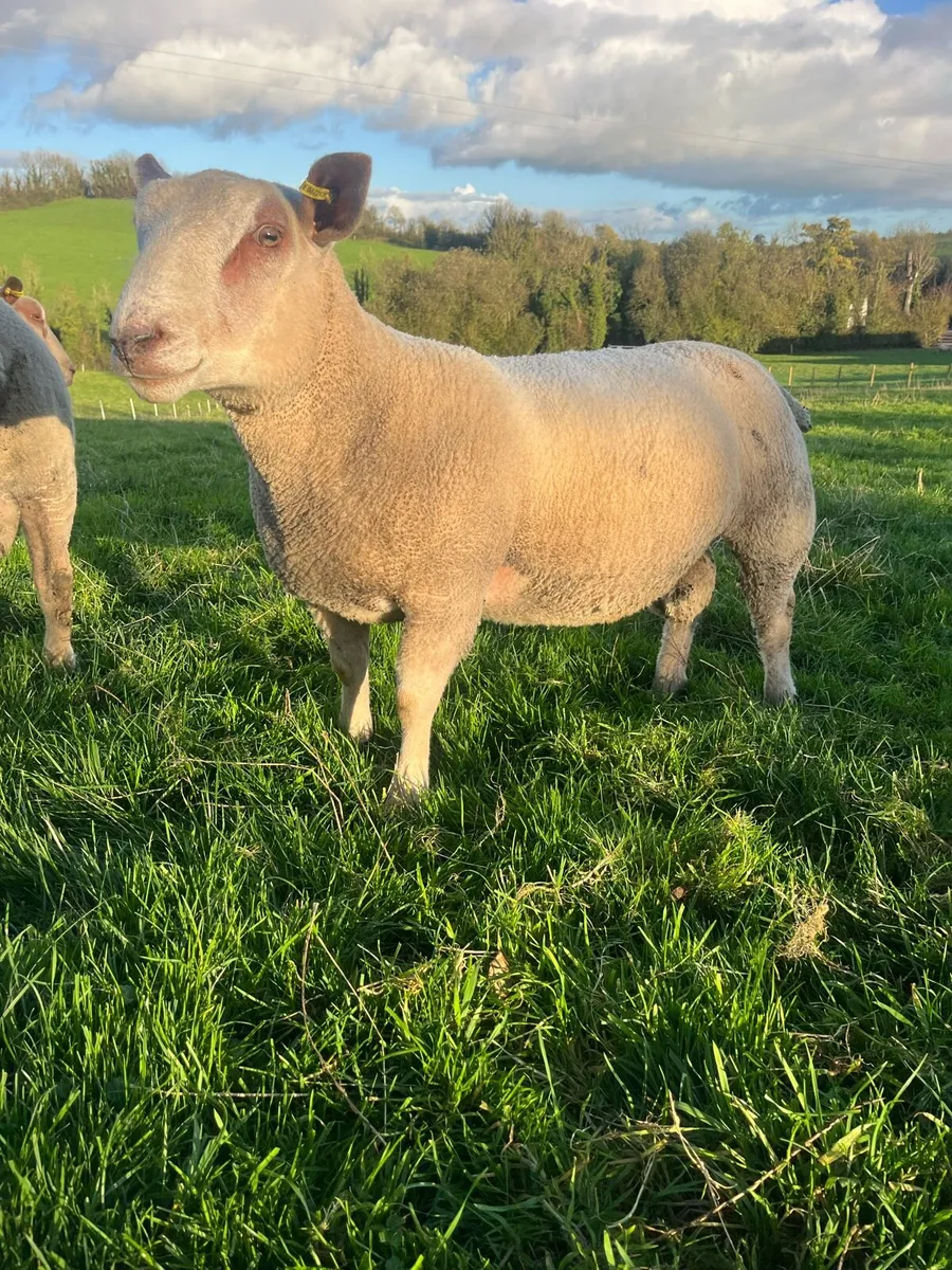 Charlollais Cross Ram Lamb - Image 1