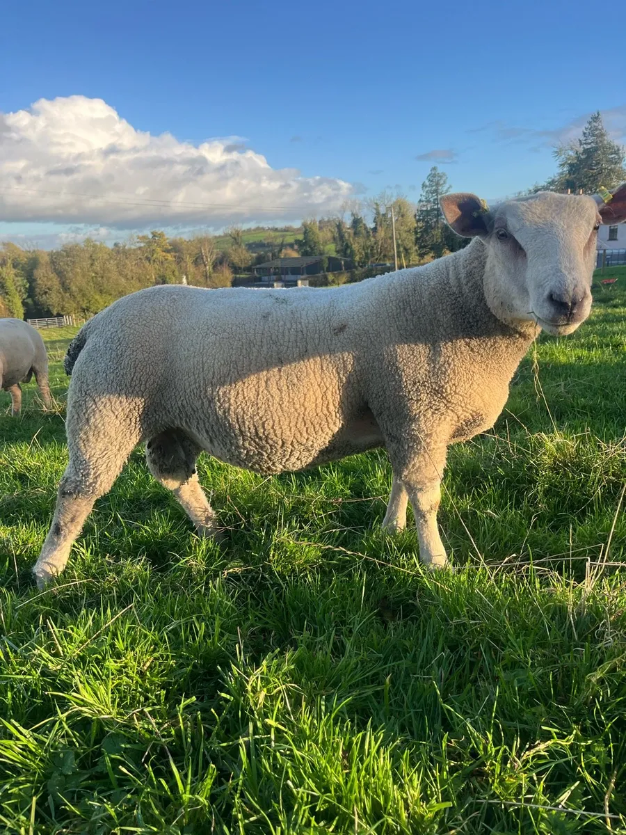 Charlollais Cross Ram Lamb - Image 2