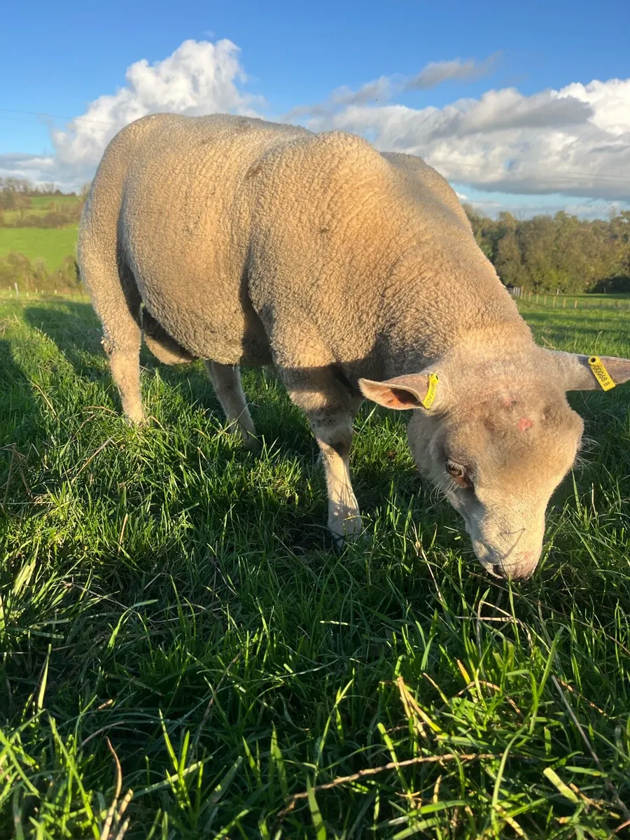 Charlollais Cross Ram Lamb - Image 3