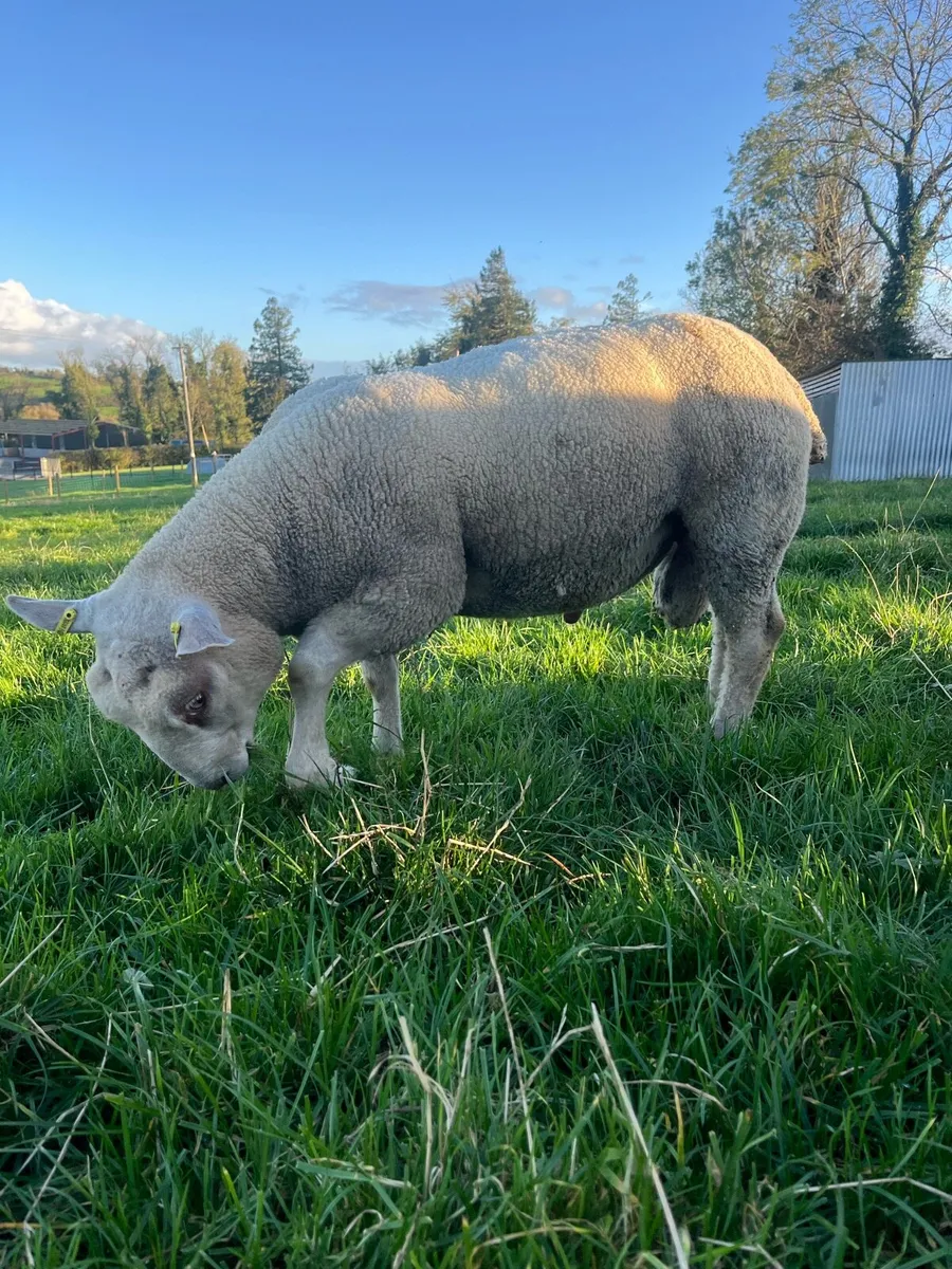 Charlollais Cross Ram Lamb - Image 4
