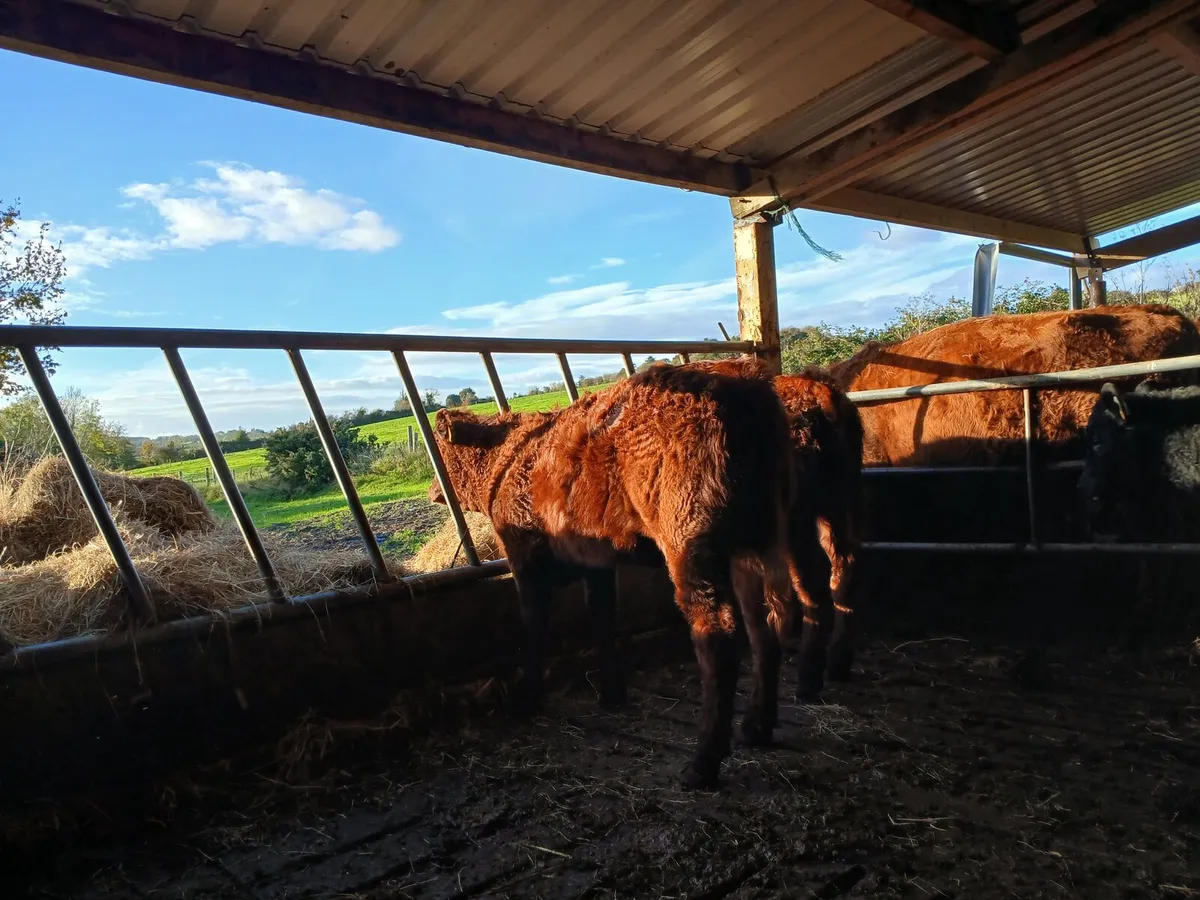 Purebred Salers Heifers Organic - Image 1
