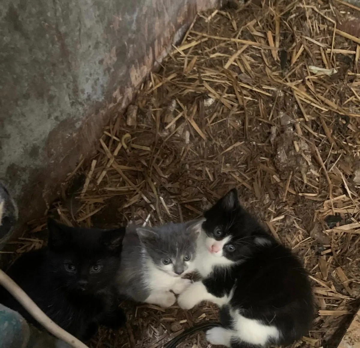 4 Kittens