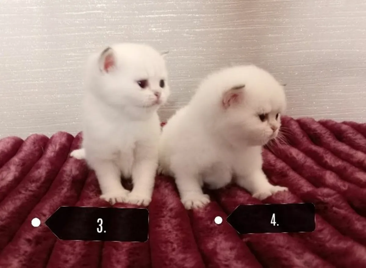 5 British Longhair British Shorthair Kittens - Image 1