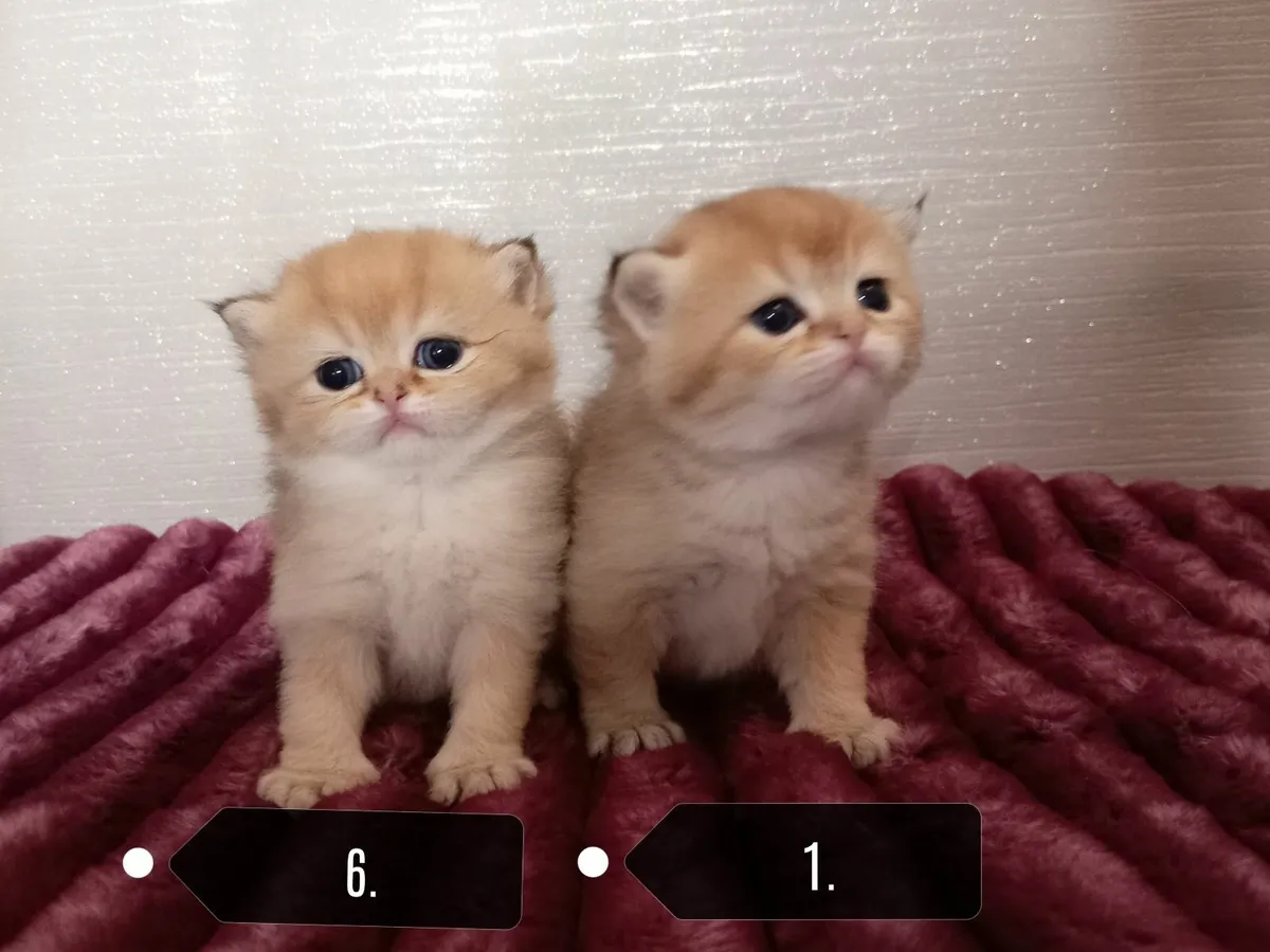 5 British Longhair British Shorthair Kittens - Image 2