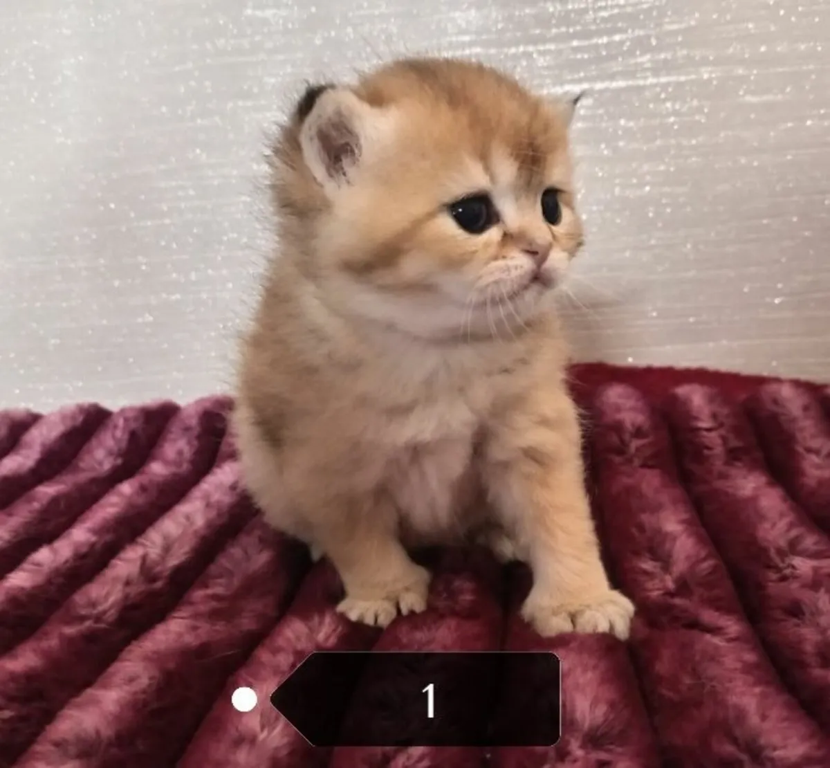 5 British Longhair British Shorthair Kittens - Image 3