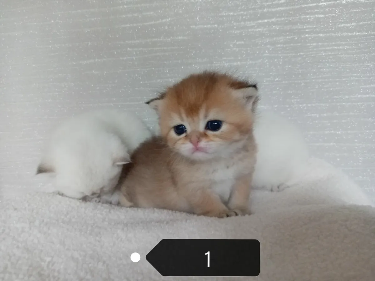 5 British Longhair British Shorthair Kittens - Image 4