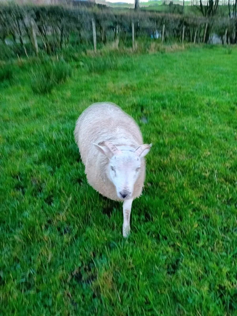 Two pet sheep (friendly) - Image 2