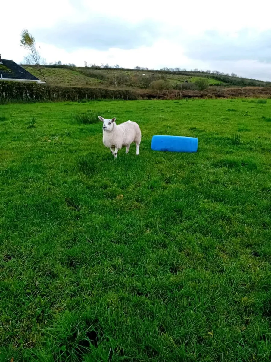 Two pet sheep (friendly) - Image 3