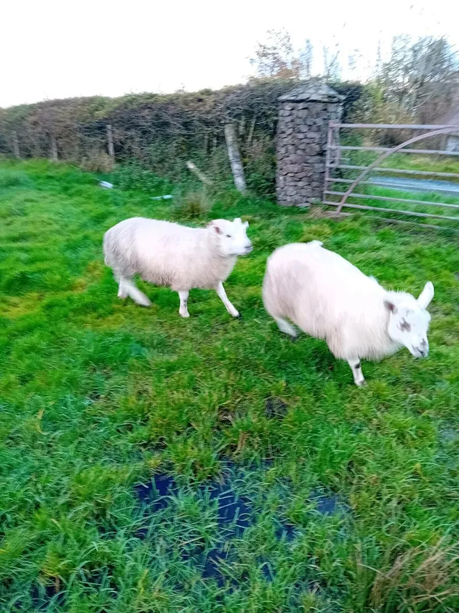 Two pet sheep (friendly) - Image 1