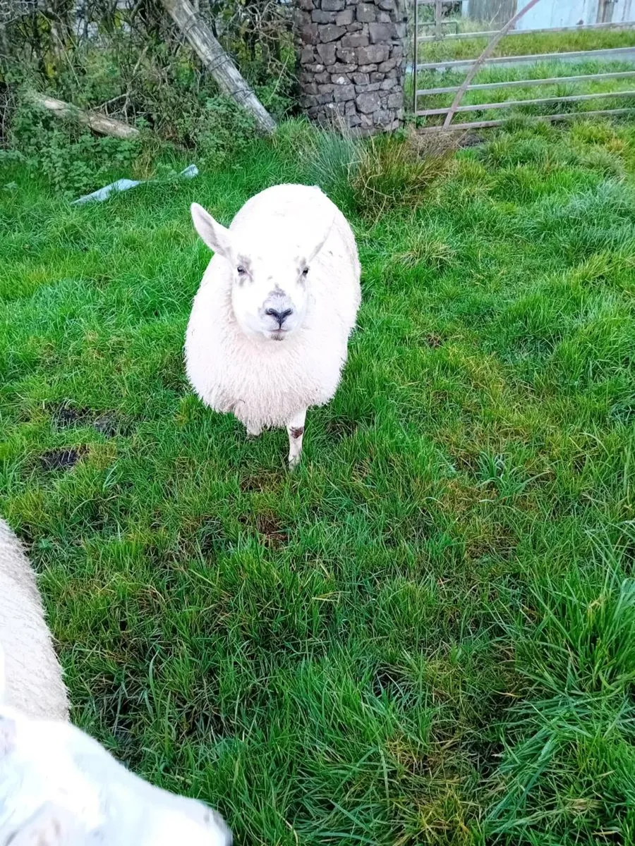 Two pet sheep (friendly) - Image 4