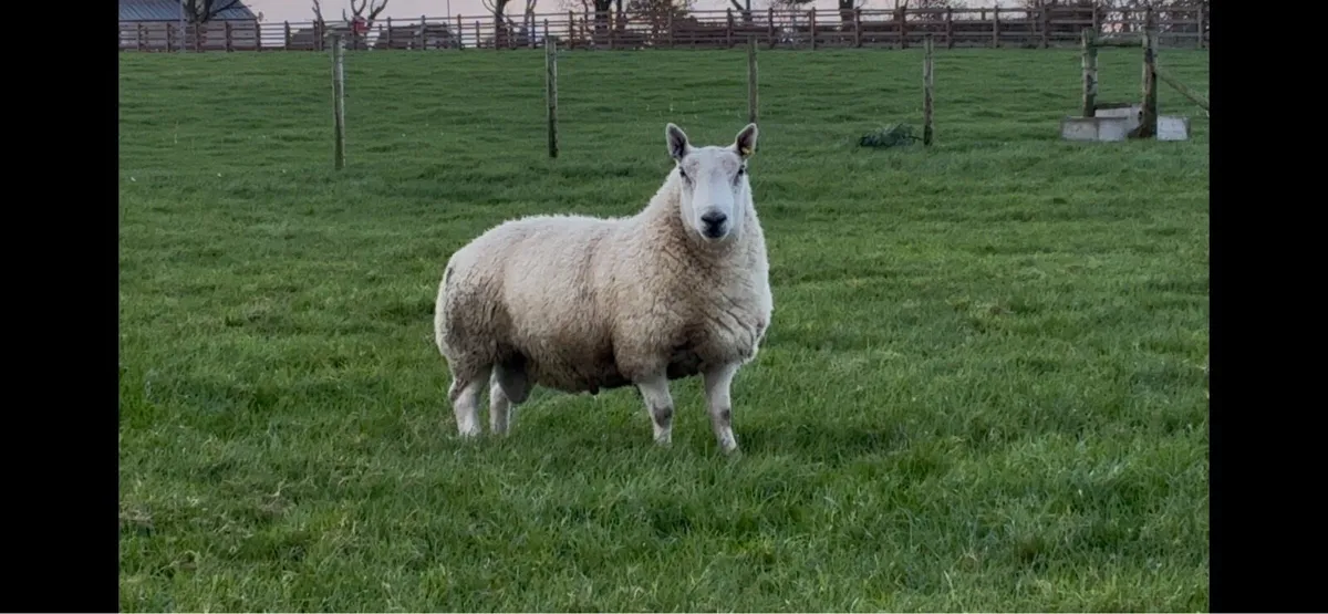 North Country Cheviot Shearling Ram