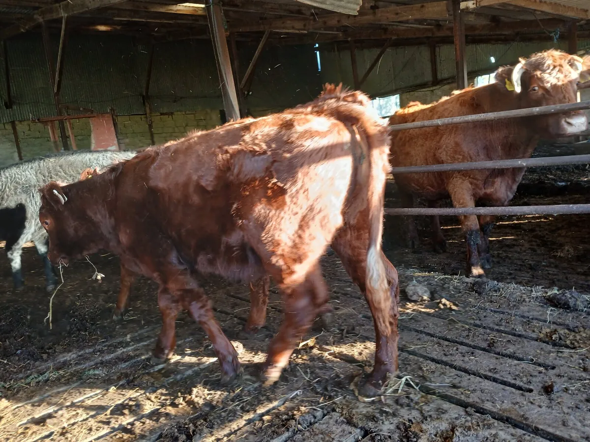 Purebred Salers Heifers Organic - Image 4