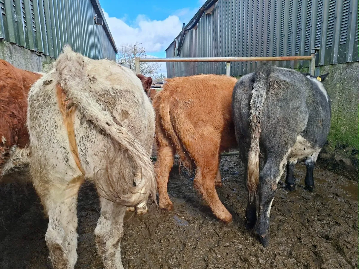 Roan Limousine and Blue Heifers - Image 1